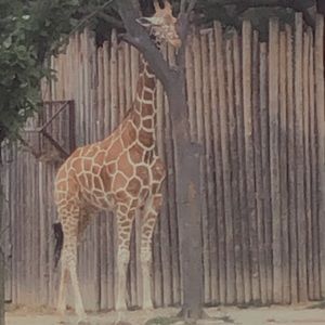 Meet your Posher, Amrael